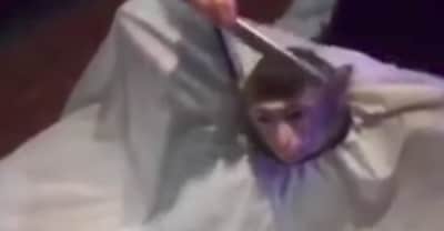 The best monkey hair cut memes