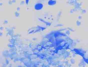 Yung Lean Shares Surprise New Mixtape Frost God