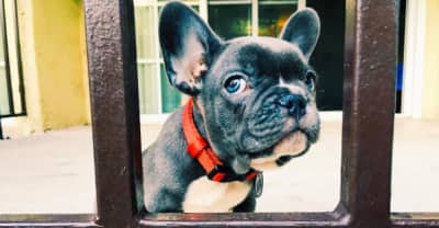 21 Savage Has The Cutest French Bulldog Named Louie Savage