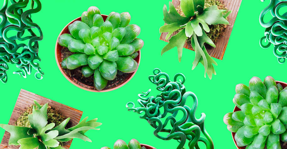 So You Want To Fill Your House With Weird Plants