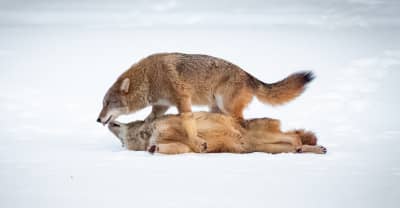 These photos capture the secret lives of New York City’s wildlife
