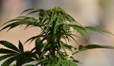 Utah, Michigan, and Missouri voted yes on legalizing weed
