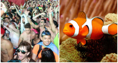 EDM is traumatic for fish swimming nearby, study finds