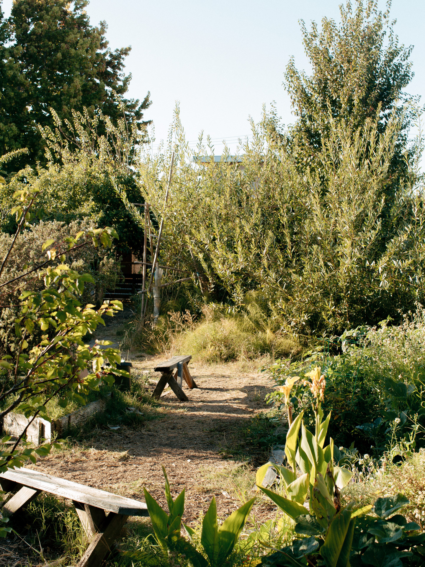 Making An Oasis In Oakland