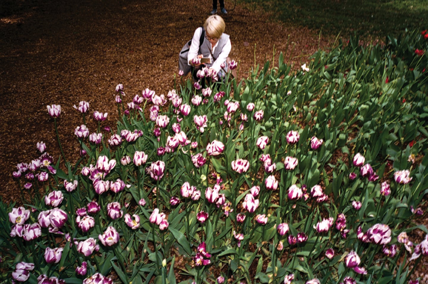 A Lurk At Summer In New York City’s Parks