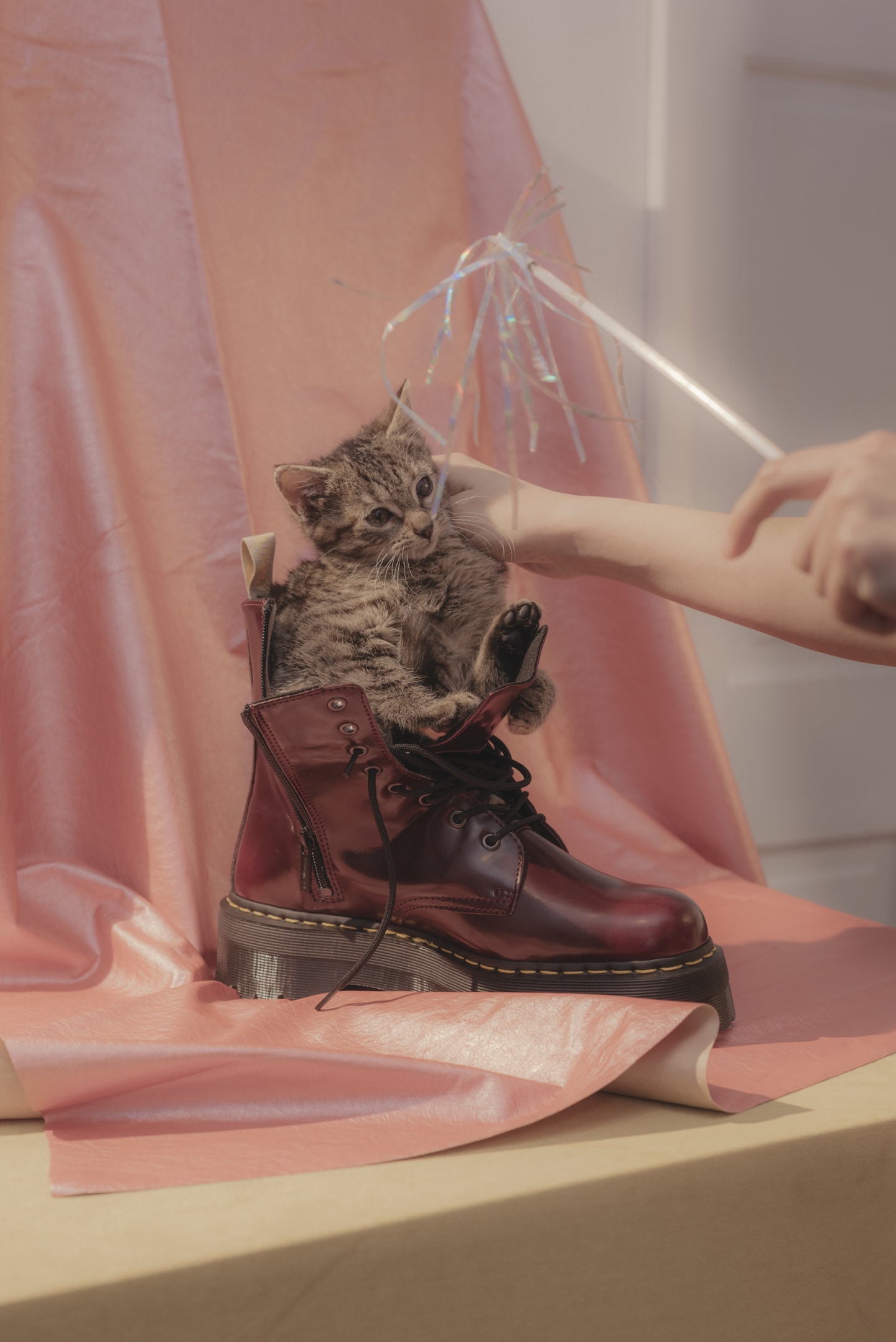 7 spring boots your pets want you to buy