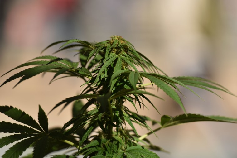 Utah, Michigan, and Missouri voted yes on legalizing weed