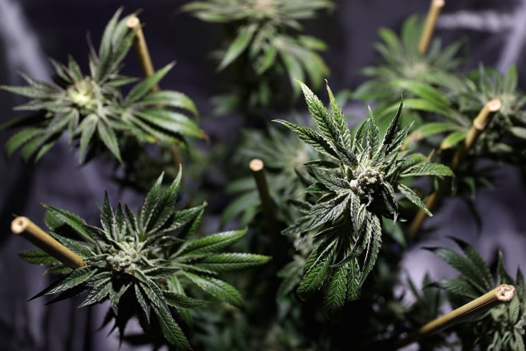 California, Nevada, And Massachusetts Legalized Recreational Marijuana 