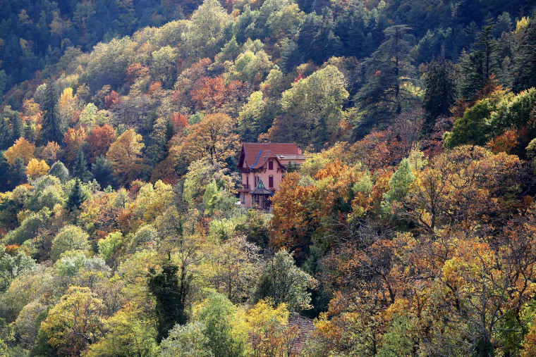 A new app will turn your phone into a forest