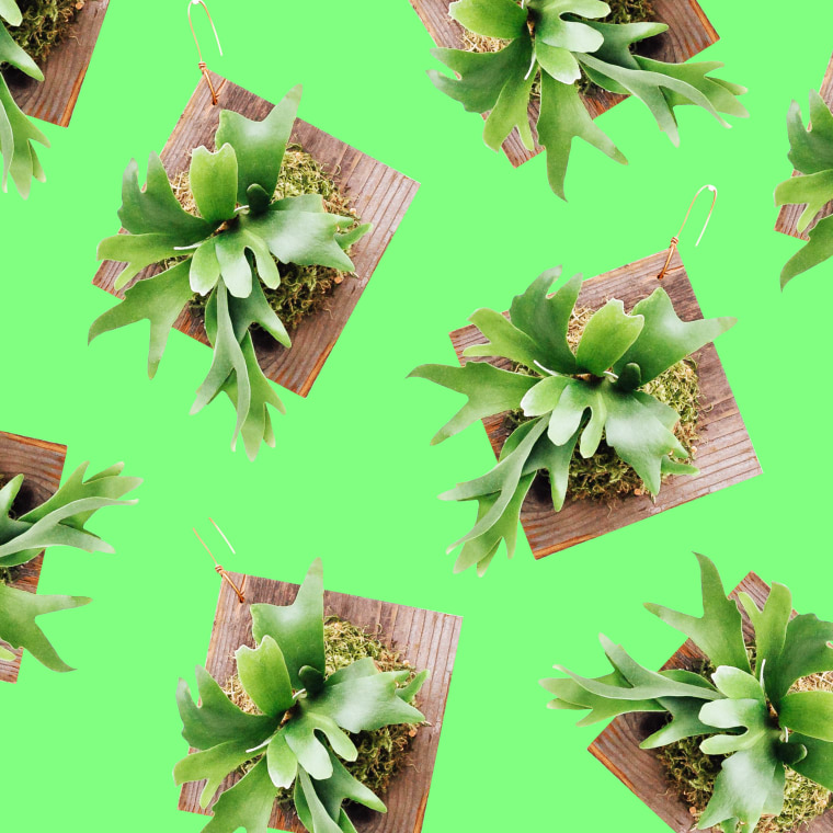 So You Want To Fill Your House With Weird Plants