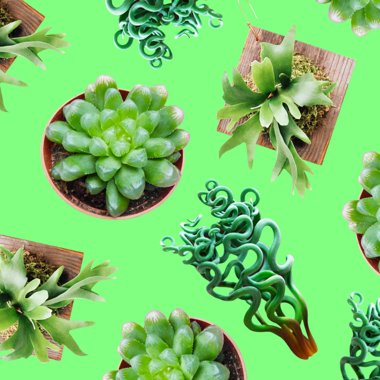 So You Want To Fill Your House With Weird Plants