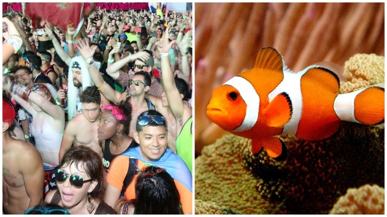 EDM is traumatic for fish swimming nearby, study finds