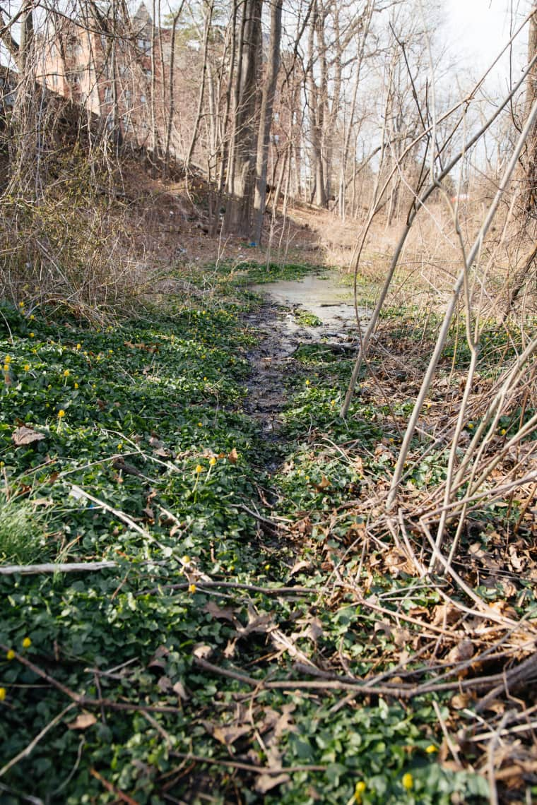 These New York Gardeners Are Fighting The System By Growing Food