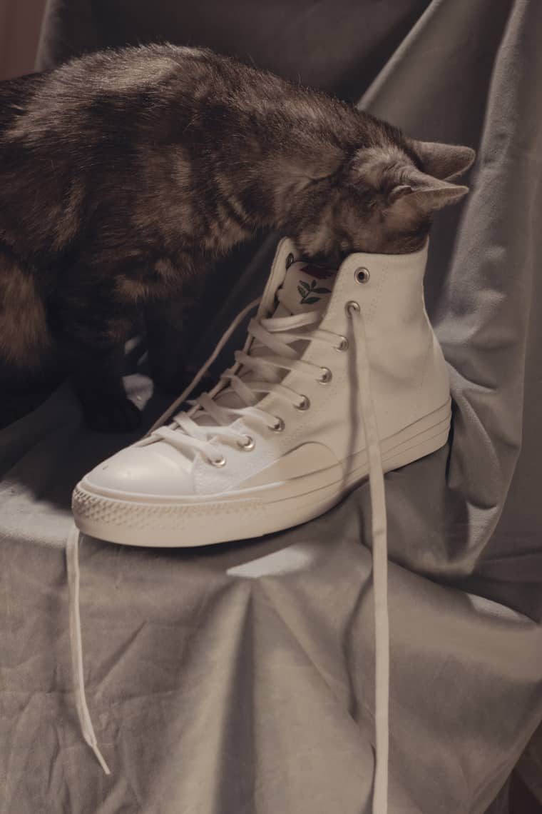 7 spring boots your pets want you to buy