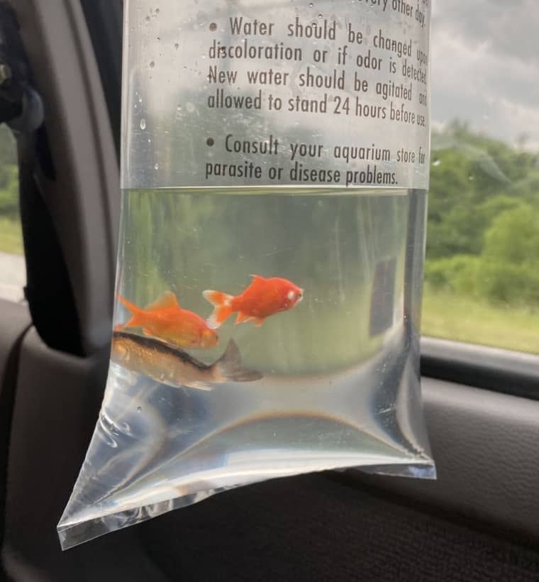 Oxis’s electro-pop is a siren’s call